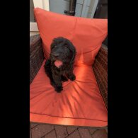 Cockapoo - Both