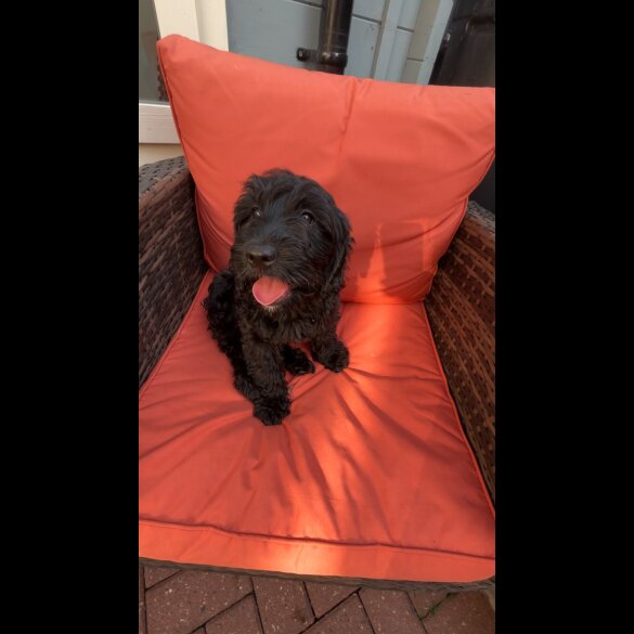 Cockapoo - Both