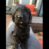 Cockapoo - Both