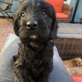 Cockapoo - Both
