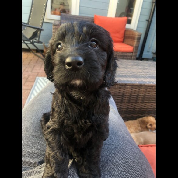 Cockapoo - Both
