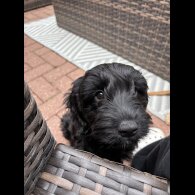 Cockapoo - Both