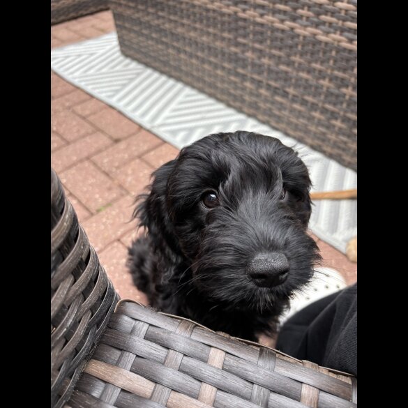 Cockapoo - Both