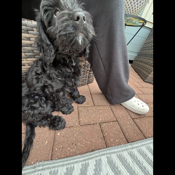 Cockapoo - Both