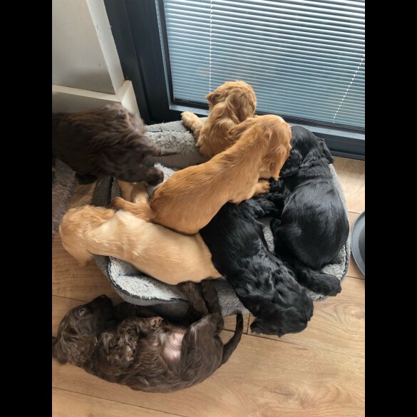 Cockapoo - Both