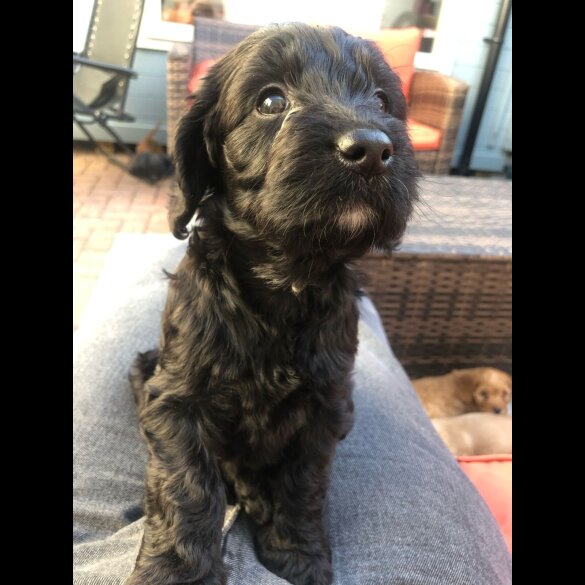 Cockapoo - Both