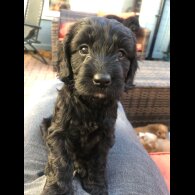 Cockapoo - Both