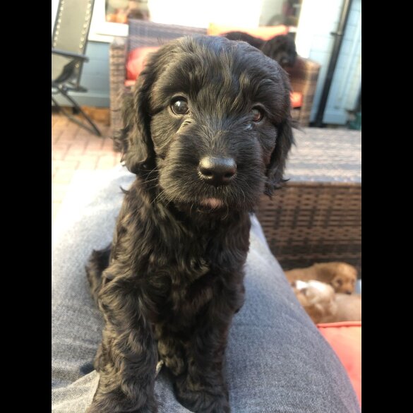 Cockapoo - Both
