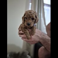 Cockapoo - Both