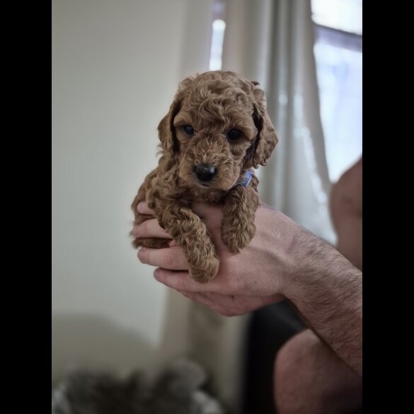 Cockapoo - Both