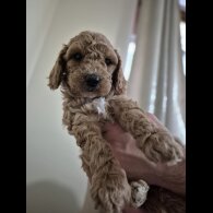 Cockapoo - Both