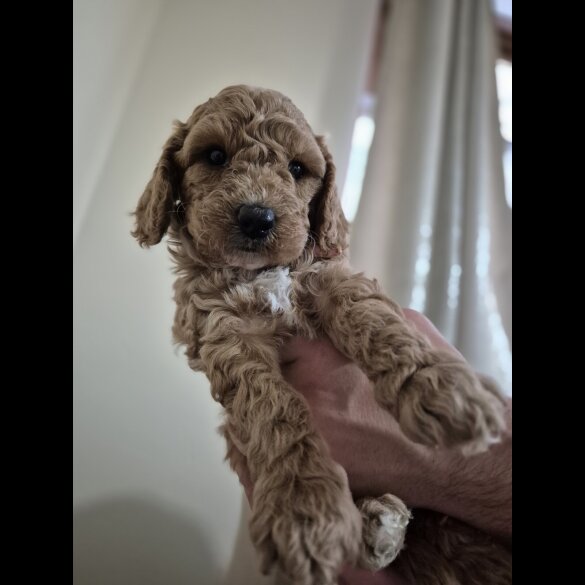Cockapoo - Both