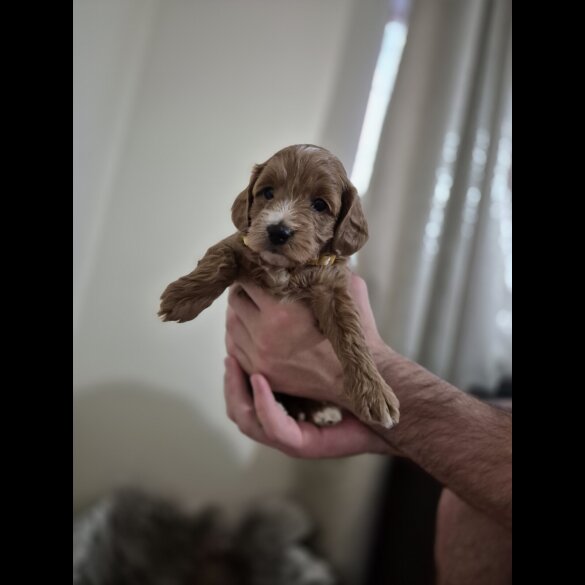 Cockapoo - Both