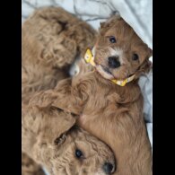 Cockapoo - Both