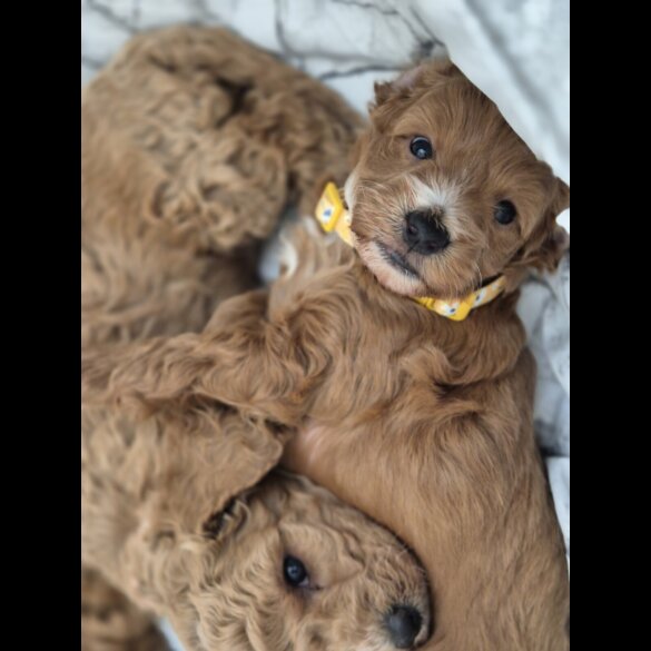 Cockapoo - Both