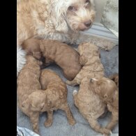 Cockapoo - Both