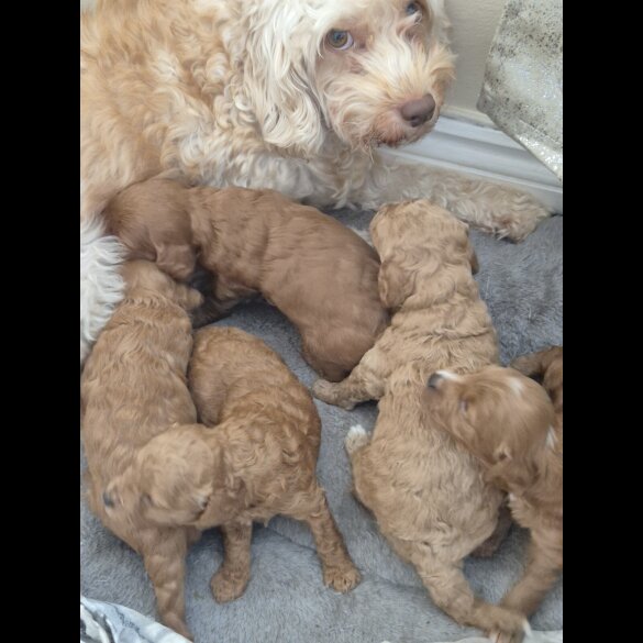 Cockapoo - Both