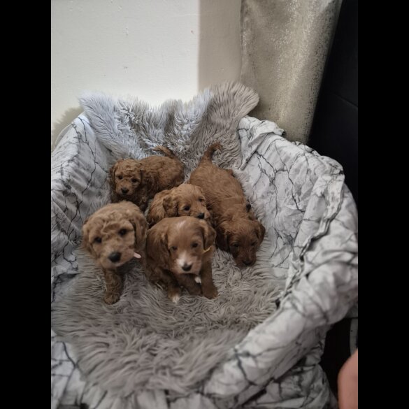 Cockapoo - Both