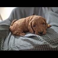 Cockapoo - Both