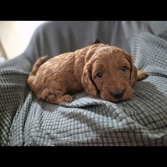 Cockapoo - Both