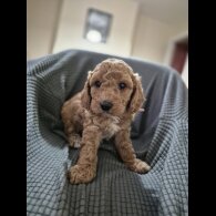 Cockapoo - Both