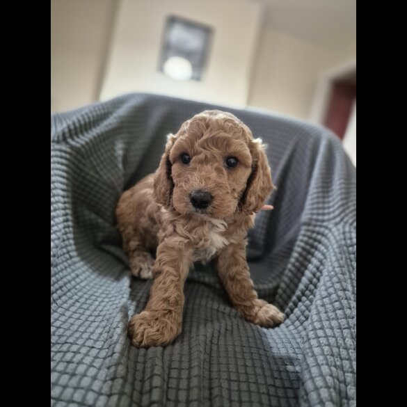 Cockapoo - Both