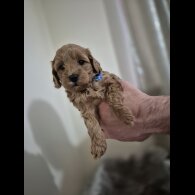 Cockapoo - Both