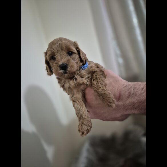 Cockapoo - Both