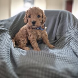 Cockapoo - Both