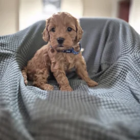 Cockapoo - Both
