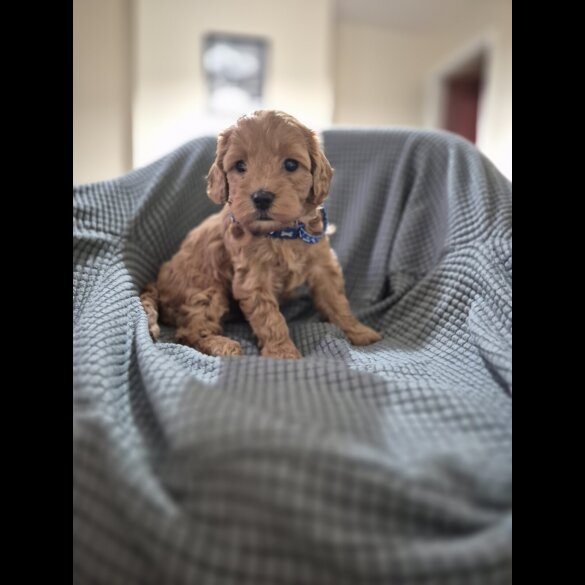 Cockapoo - Both