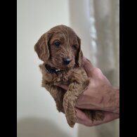 Cockapoo - Both
