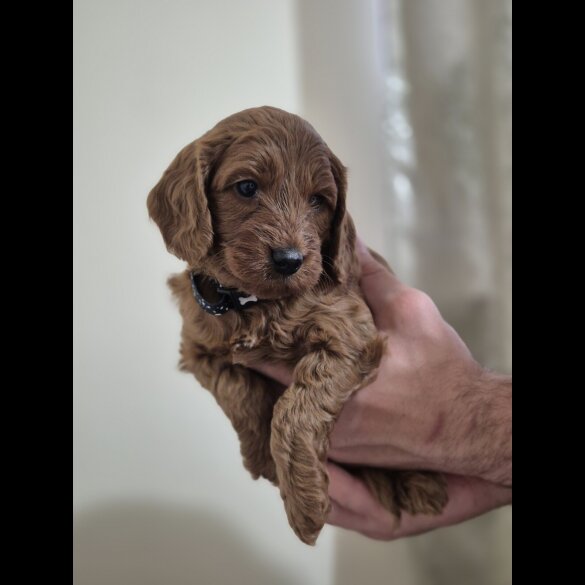 Cockapoo - Both