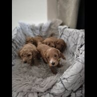Cockapoo - Both