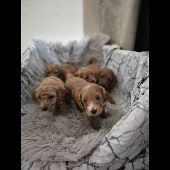 Cockapoo - Both