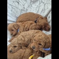 Cockapoo - Both