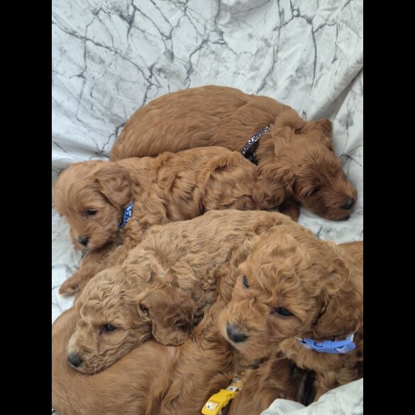 Cockapoo - Both