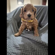 Cockapoo - Both