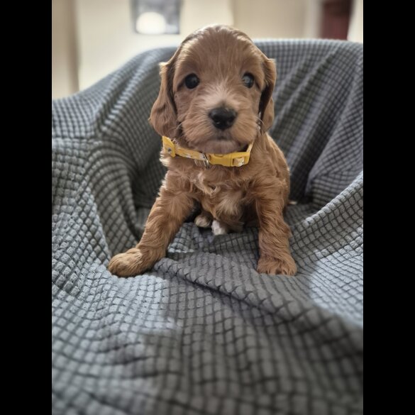 Cockapoo - Both