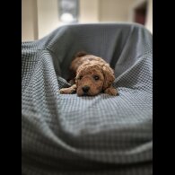 Cockapoo - Both