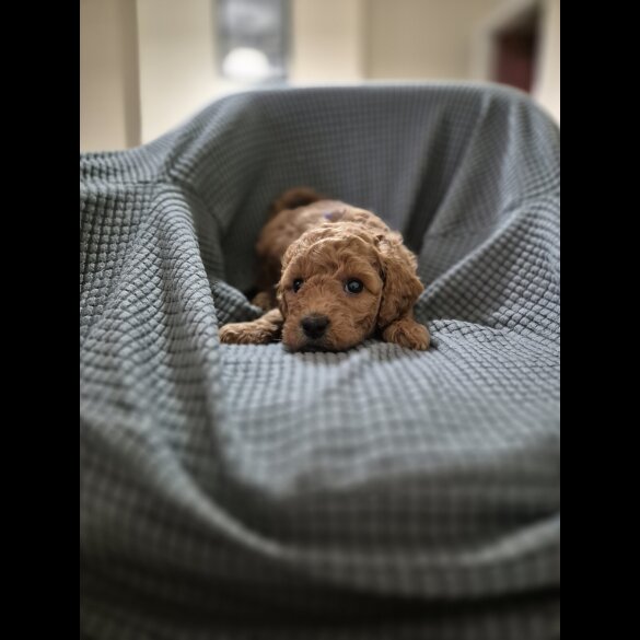 Cockapoo - Both