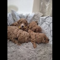 Cockapoo - Both