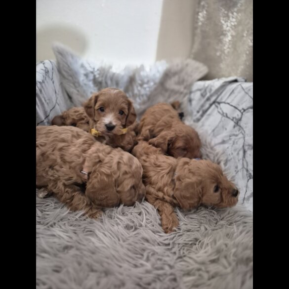 Cockapoo - Both
