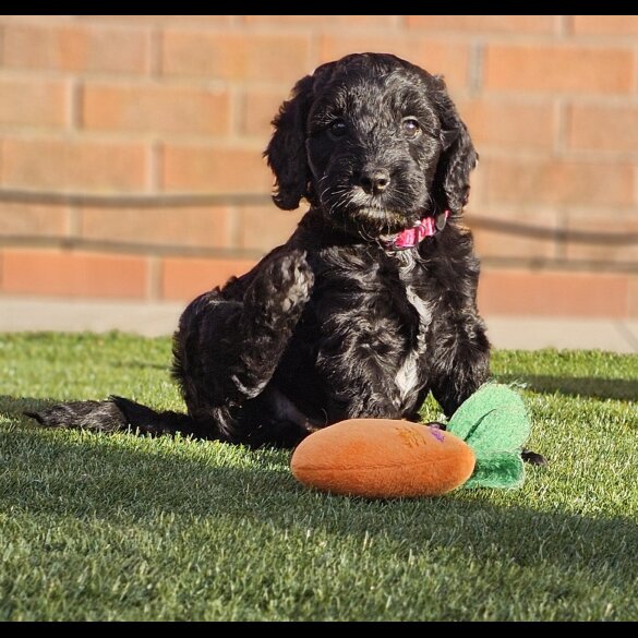 Cockapoo - Both