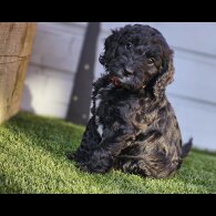 Cockapoo - Both