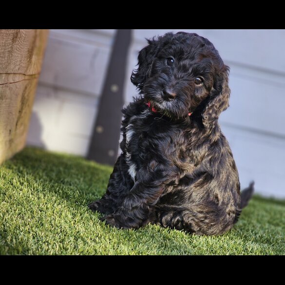 Cockapoo - Both