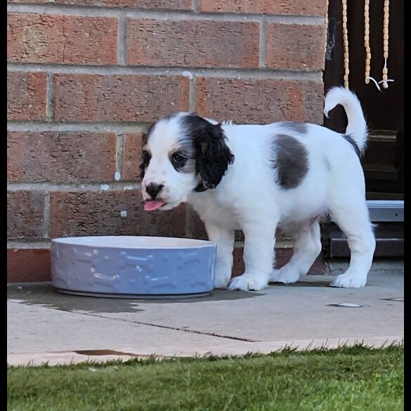 Cockapoo - Both