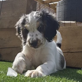 Cockapoo - Both
