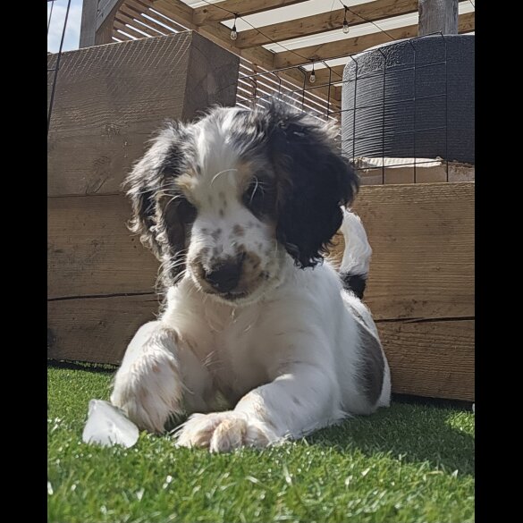 Cockapoo - Both