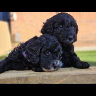 Cockapoo - Both